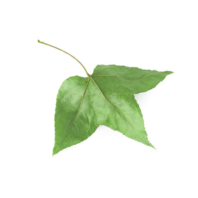 Dried Maple Leaves Isolated Over White Background Stock Photo Image of fall, autumnal 140032092