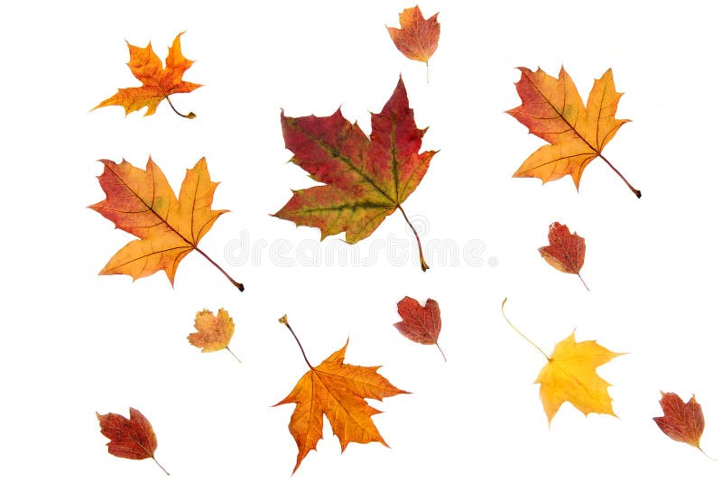 Dried maple leaves on white background. royalty free stock images