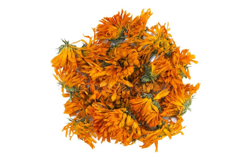 Dried marigold stock photo. Image of nobody, indoors 29076692