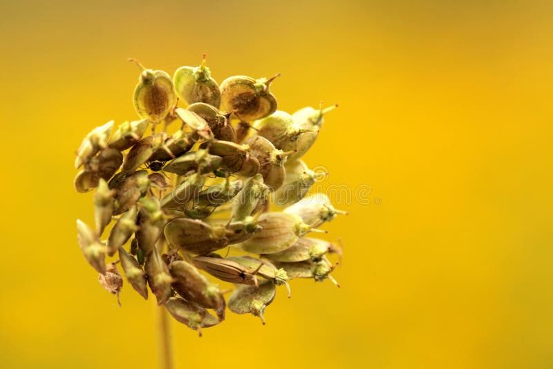 Dried and dying flower on a meadow in summer. Beautiful dried field flowers stock images, royalty-free photos and pictures
