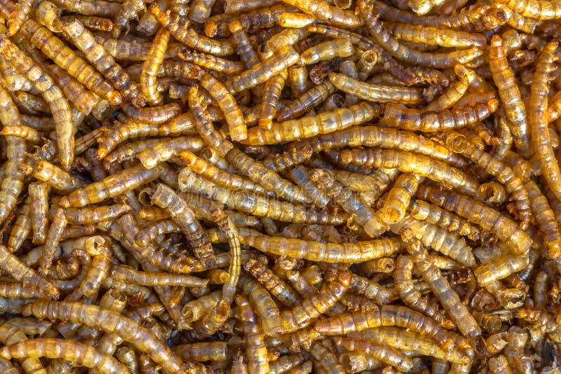 Dried mealworm larva stock image. Image of background 22694757