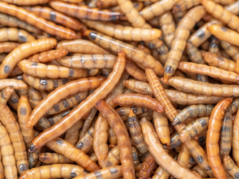 153 Mealworm Flour Stock Photos Free & RoyaltyFree Stock Photos from