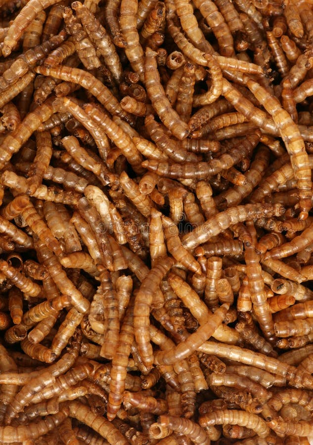 Dried mealworm larva stock image. Image of background 22694757