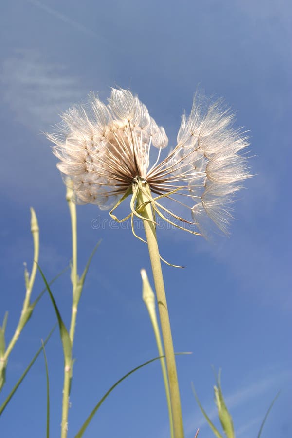 Milkweed shot from a low angle in the late afternoon. Sunny, blue sky. Simple nature image made in the summer. Milkweed shot from a low angle in the late afternoon. Sunny, blue sky. Simple nature image made in the summer.