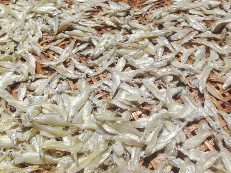 dried minnows