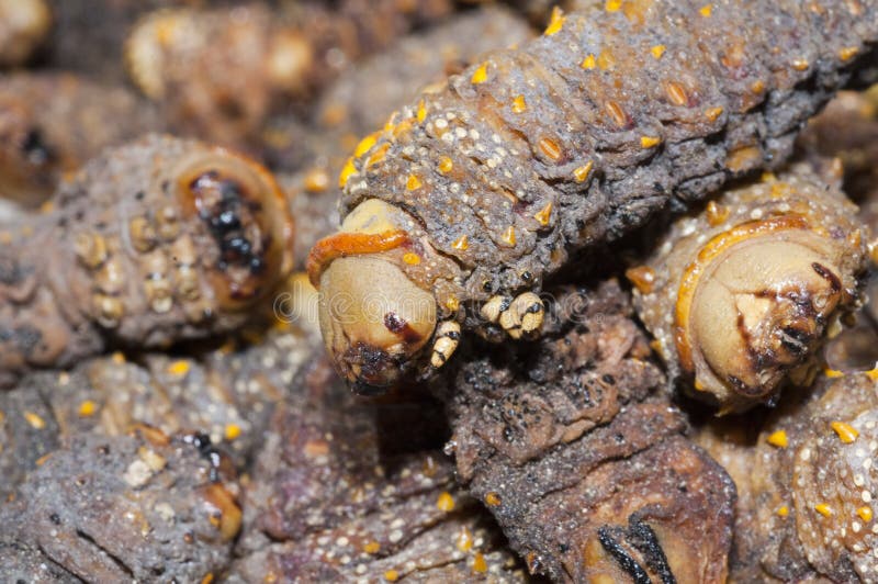 Dried Mopane worms, Gonimbrasia belina