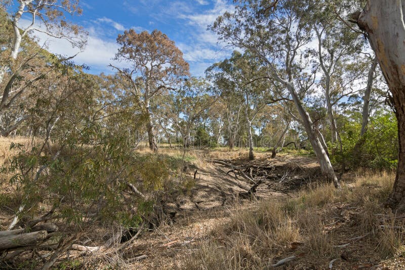 Dried Mosquito Creek line at Naracoorte forest during Autumn in