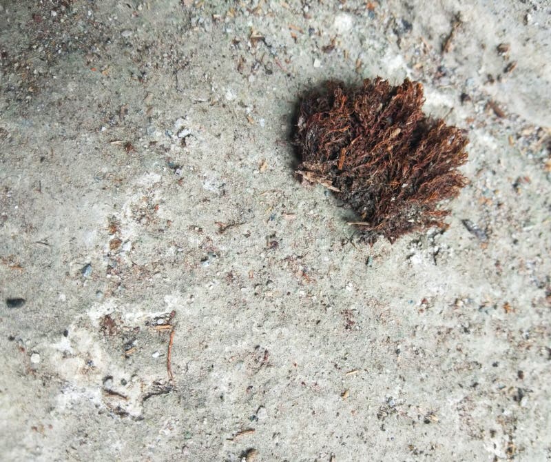 A dried moss in a concrete pavement. royalty free stock photography A dried moss in a concrete pavement. royalty free stock photography