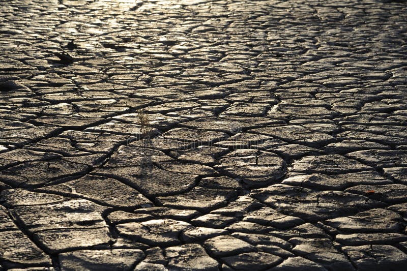 Cracked and dried mud texture.