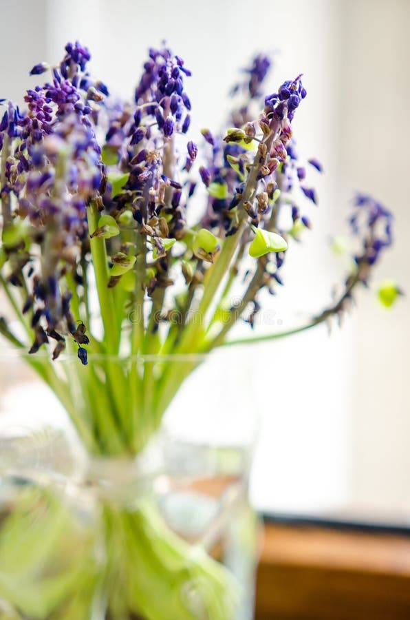 Dried muscari in a vase