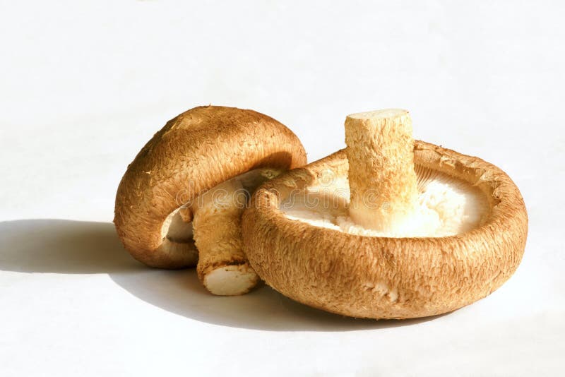 Close-up sušené houby s bílým pozadím.