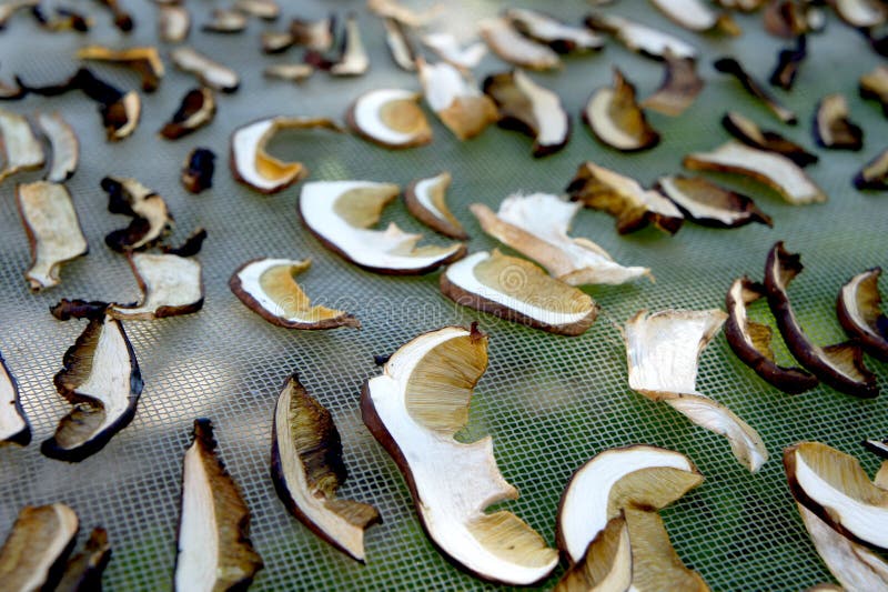 Dried Mushrooms in Jar stock image. Image of autumnal 87612187