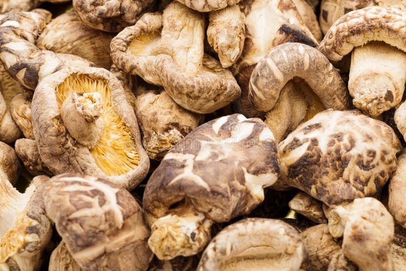 Dried mushrooms close up stock photo. Image of brown 34219134