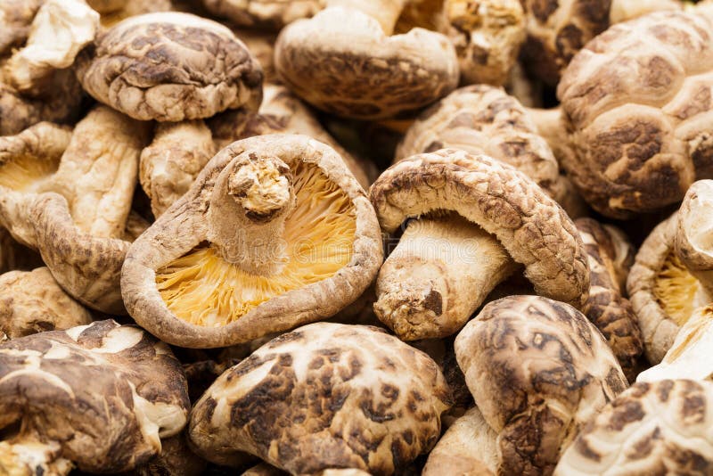 Dried mushrooms stock image. Image of medicine, fungi 34219117