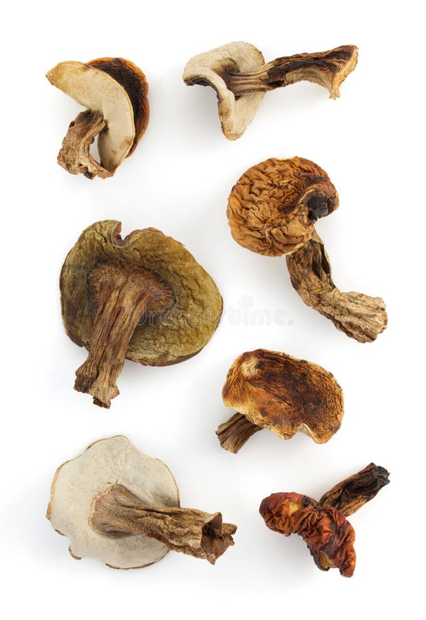 Dried mushrooms. stock image. Image of kitchen, dried 5623679