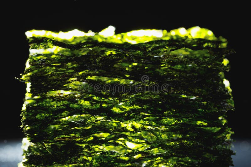 Dried Nori Seaweed Laminaria Sheets Stock Image Image of iodine