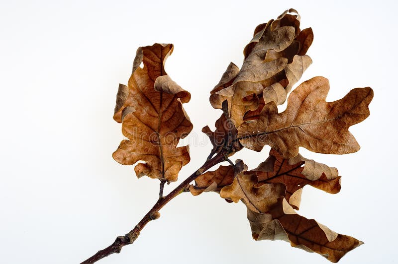 Dried Oak Leaves stock photo. Image of brown, branch 16829776