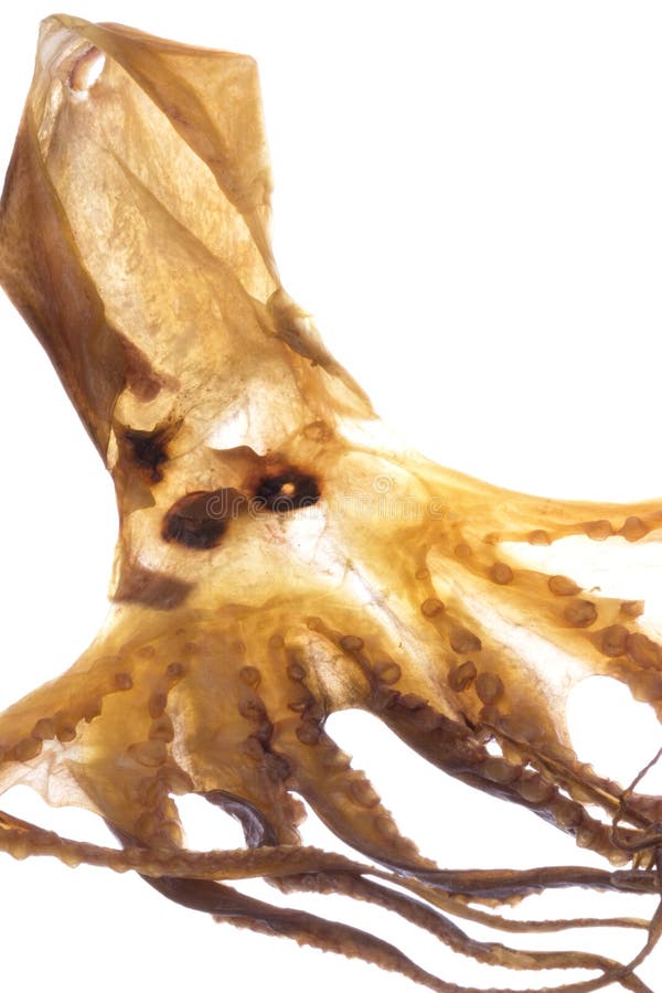Dried Octopus Isolated stock photo. Image of cuttle, cuttlefish 9175658