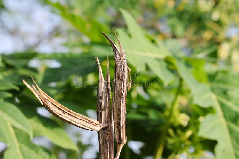 Dried Okra Fruit or Vegetable in Field Stock Image Image of healthy
