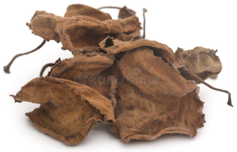 Dried oregano leaves stock photo. Image of healthy, dired 267810118