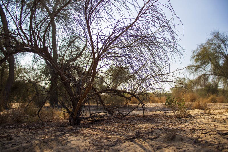 Dried Out Bush in Deserted Area. Outdoors Stock Photo Image of desert