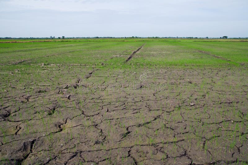 Dried out rice paddy fields in Thailand