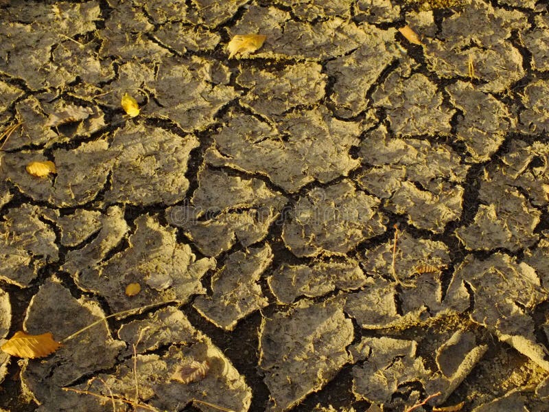 Driedout Soil Crust with Cracks Stock Photo Image of soil, leaves