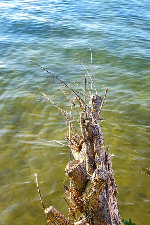 Dried Pale Colored Tree Trunk Stump Hangs Over the Water Stock Photo Image of natural