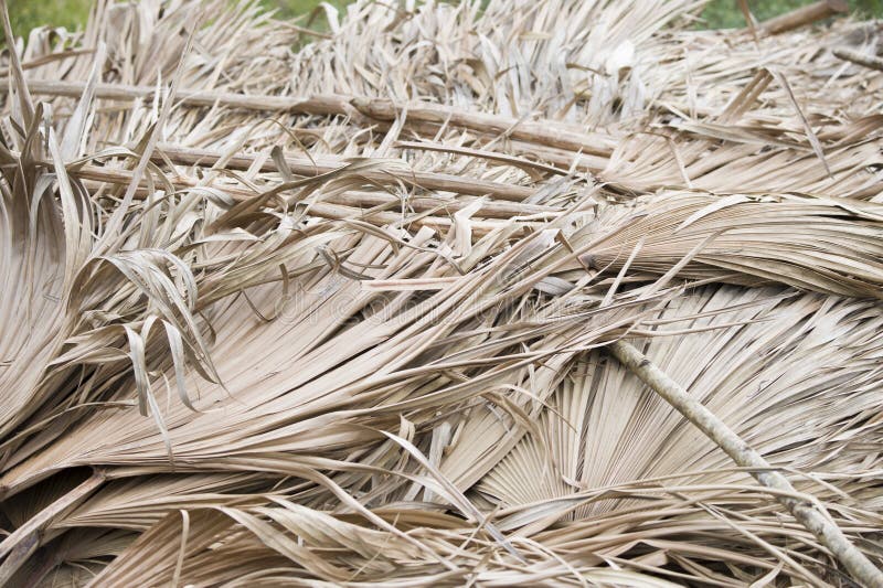 2,070 Dried Palm Leaves Photos - Free &amp; Royalty-Free Stock Photos from Dreamstime