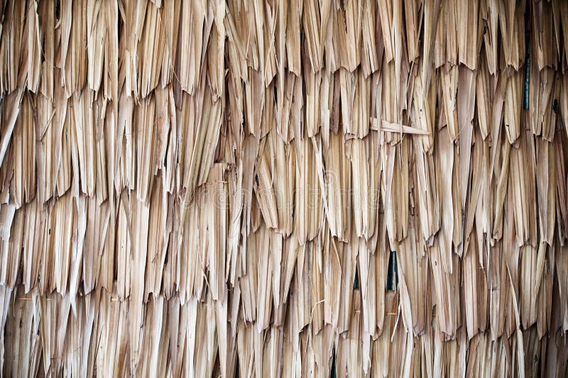 Dried palm texture