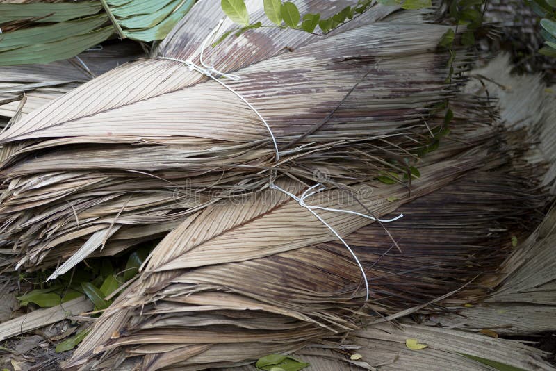 Dried Palm Leaves Stock Photos Download 1,122 Royalty Free Photos