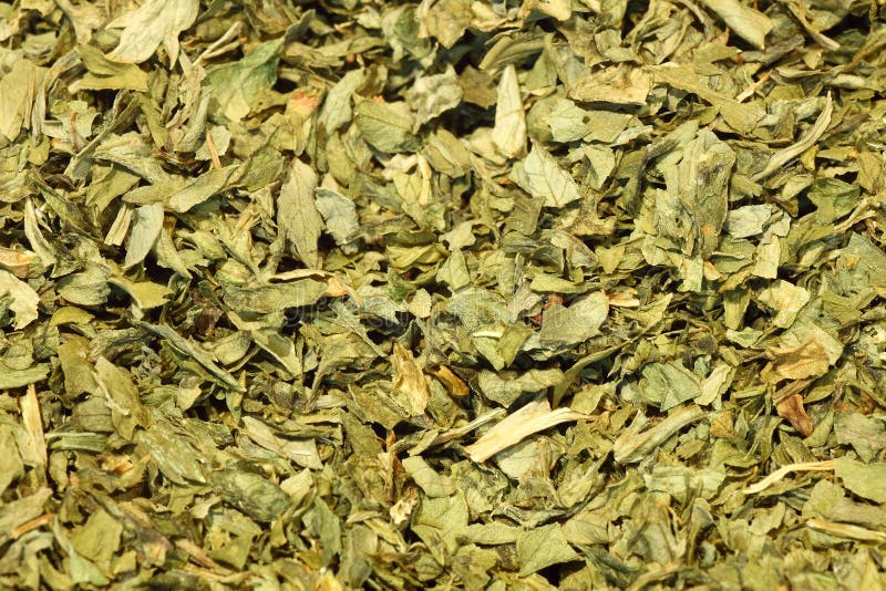 Dried Parsley stock photo. Image of medicine, preserved 17724678