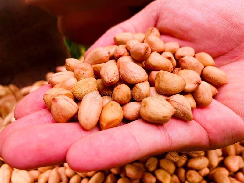 Dried Peanuts Kernel on Hand, Food Ingredient and Raw Food for