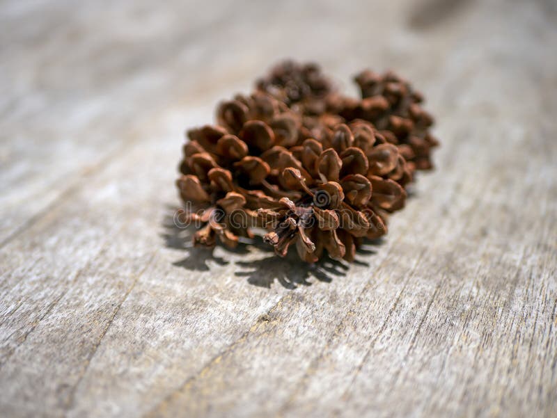 Dried Pine Cones, Pinus Merkusii Seeds, Shallow Focus Stock Photo