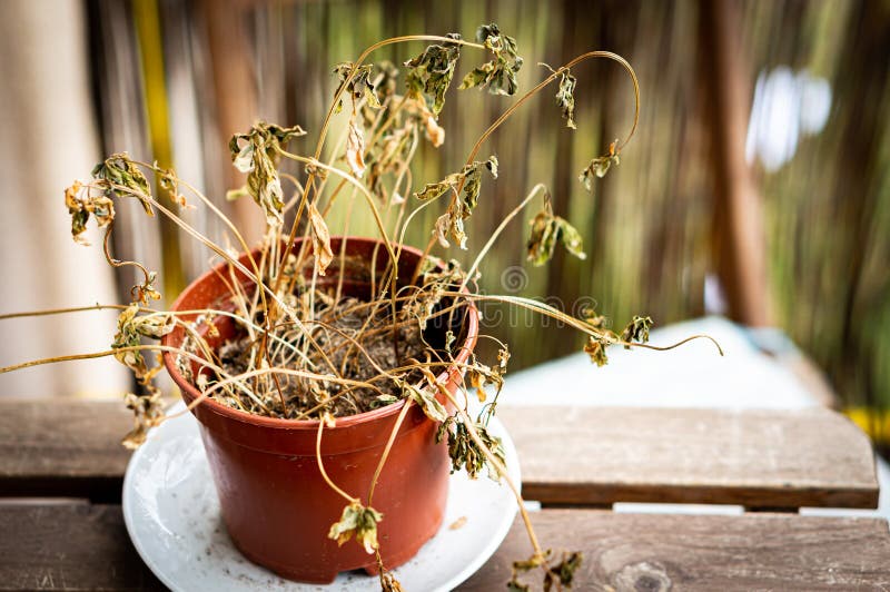 Pot with dried plant stock photo. Image of dead, dying 19698654