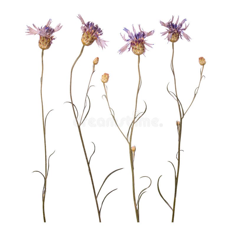 Dried and pressed flowers of cornflowers isolated on white background. Herbarium of blue flowers