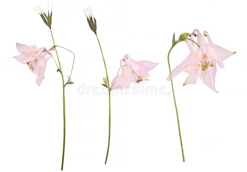 Dried and pressed flowers of a pink Aquilegia vulgaris flower isolated on a white background