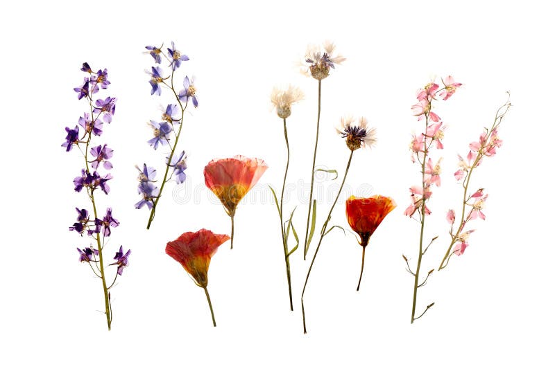 Dried Pressed Flowers on White Background Stock Illustration