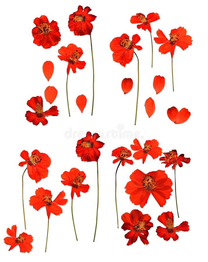 Dried pressed kosmeya, Cosmos delicate flowers and petals isolated royalty free stock images Dried pressed kosmeya, Cosmos delicate flowers and petals isolated royalty free stock images
