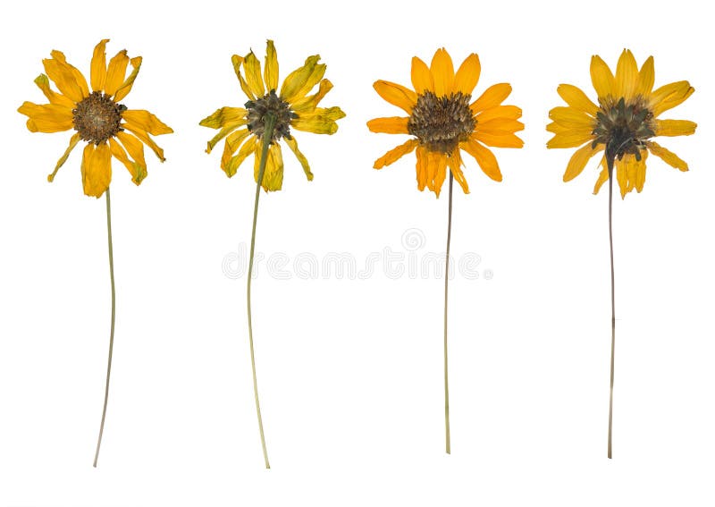 Dried and pressed the spring wild flowers isolated on white background. Herbarium of yellow flowers. Beautiful dried field flowers stock images, royalty-free photos and pictures