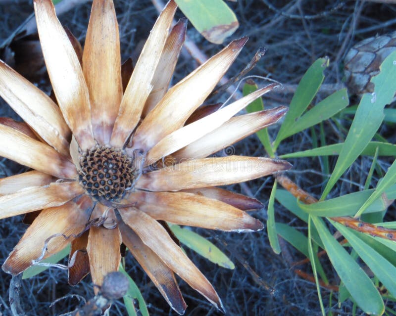 Dried Protea Flower, Silky Details Stock Photo Image of fine, protea