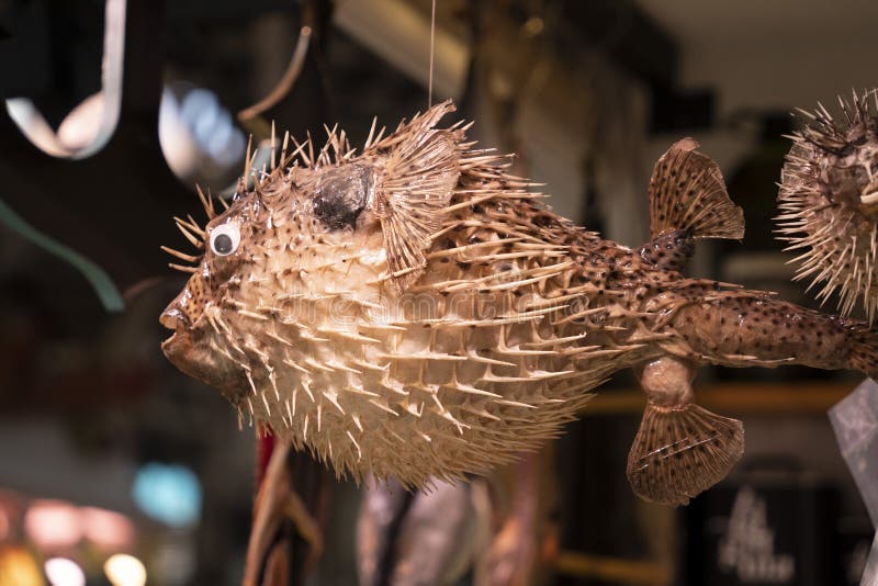 Dried Puffer fish stock photo. Image of rock, south, port 45197892
