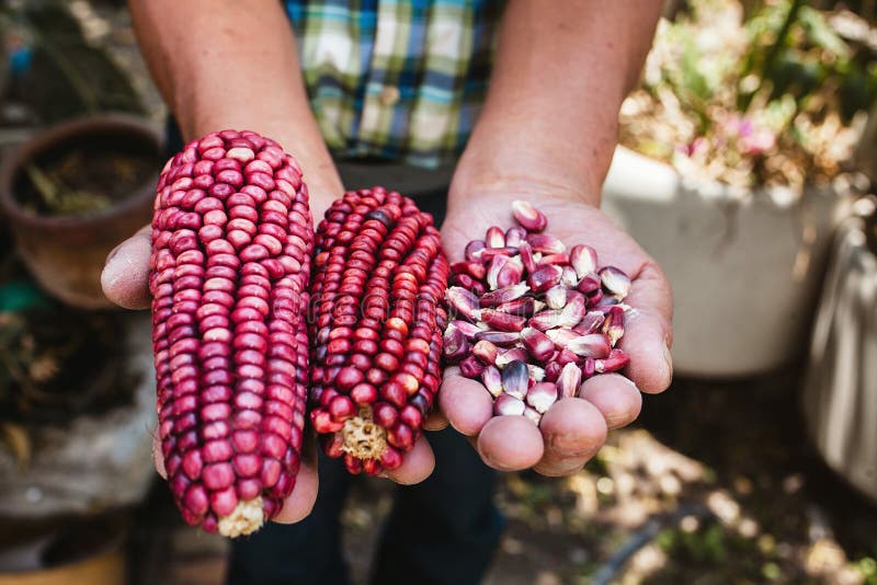 Dried red corn cob, maize of red color in mexican hands in mexico