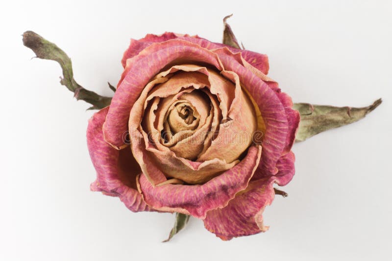 Dried red rose isolated on white background royalty free stock images Dried red rose isolated on white background royalty free stock images