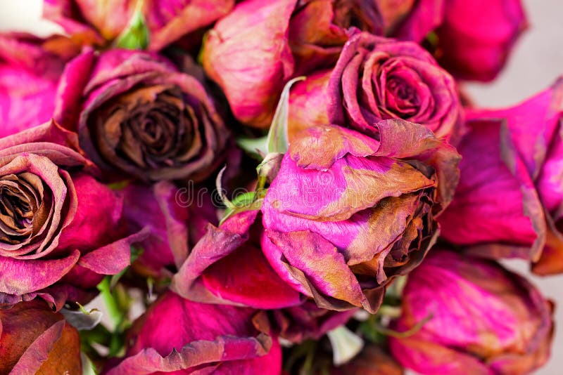 Dried red roses stock photo. Image of petal, leaf, fragile 46624232