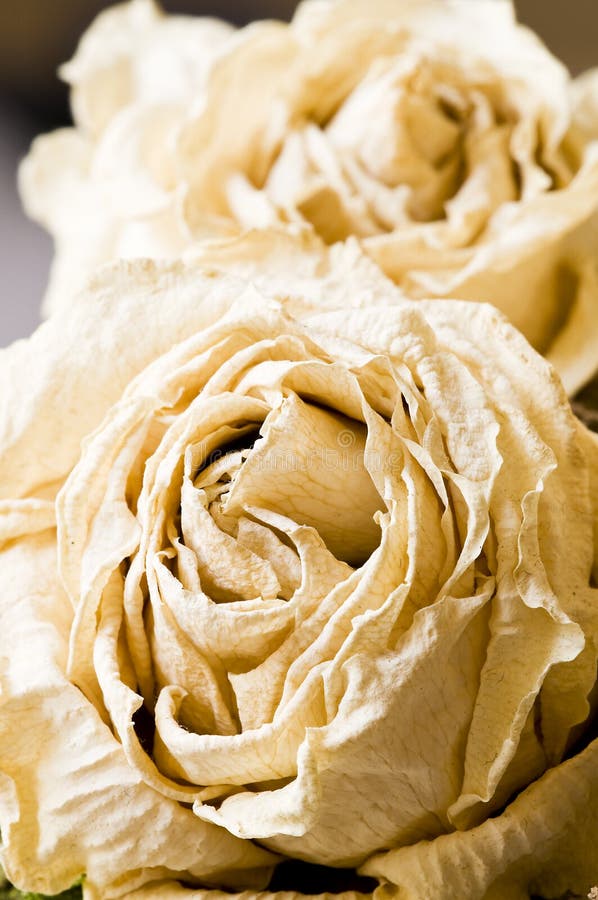 11,563 Dry Petals Rose Stock Photos - Free & Royalty-Free Stock Photos from  Dreamstime