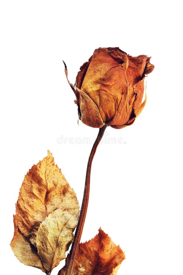 Dried rose