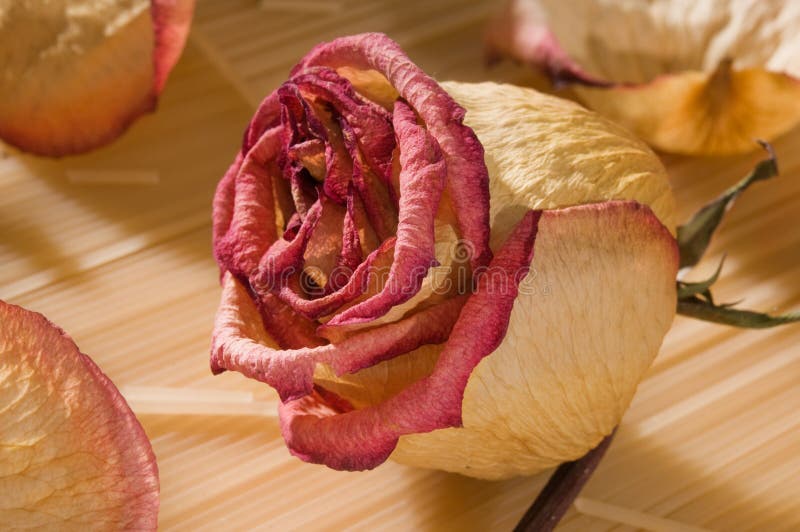 Dried rose bud stock image. Image of bouquet, memory 12794839