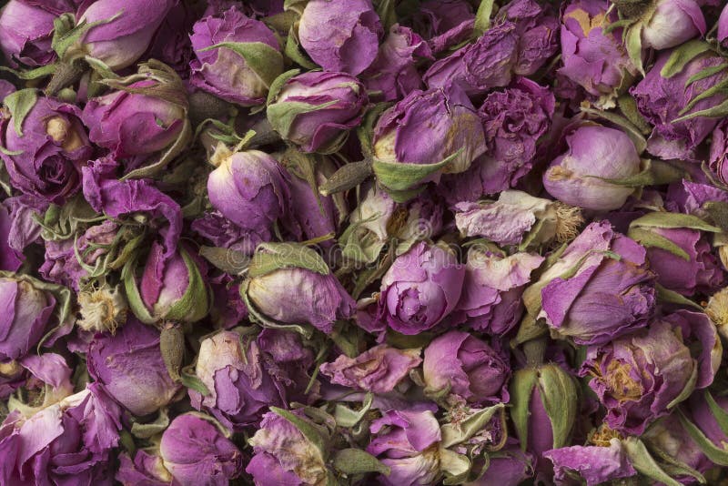 Dried rose buds stock image. Image of organic, rose, buds 99353515