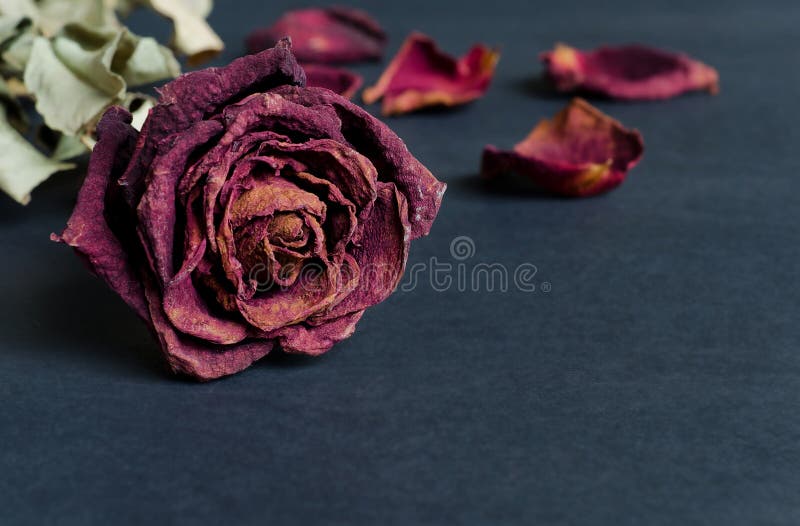 Dried rose, Dead rose